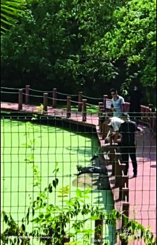 男游客连踹扬子鳄 旁边就是禁止触碰鳄鱼警示牌
